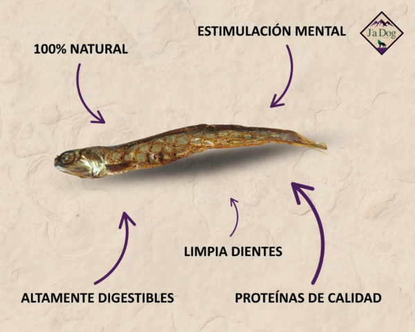 Boquerones del Atlantico (1)